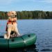 Hot Summer Safety Tips for Your Dog